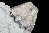 Fossil Crinoid and Brachiopod Plate - Indiana #106300-2